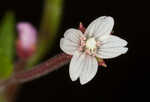 Fringed willowherb